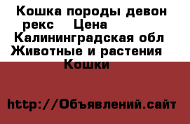 Кошка породы девон рекс  › Цена ­ 20 000 - Калининградская обл. Животные и растения » Кошки   